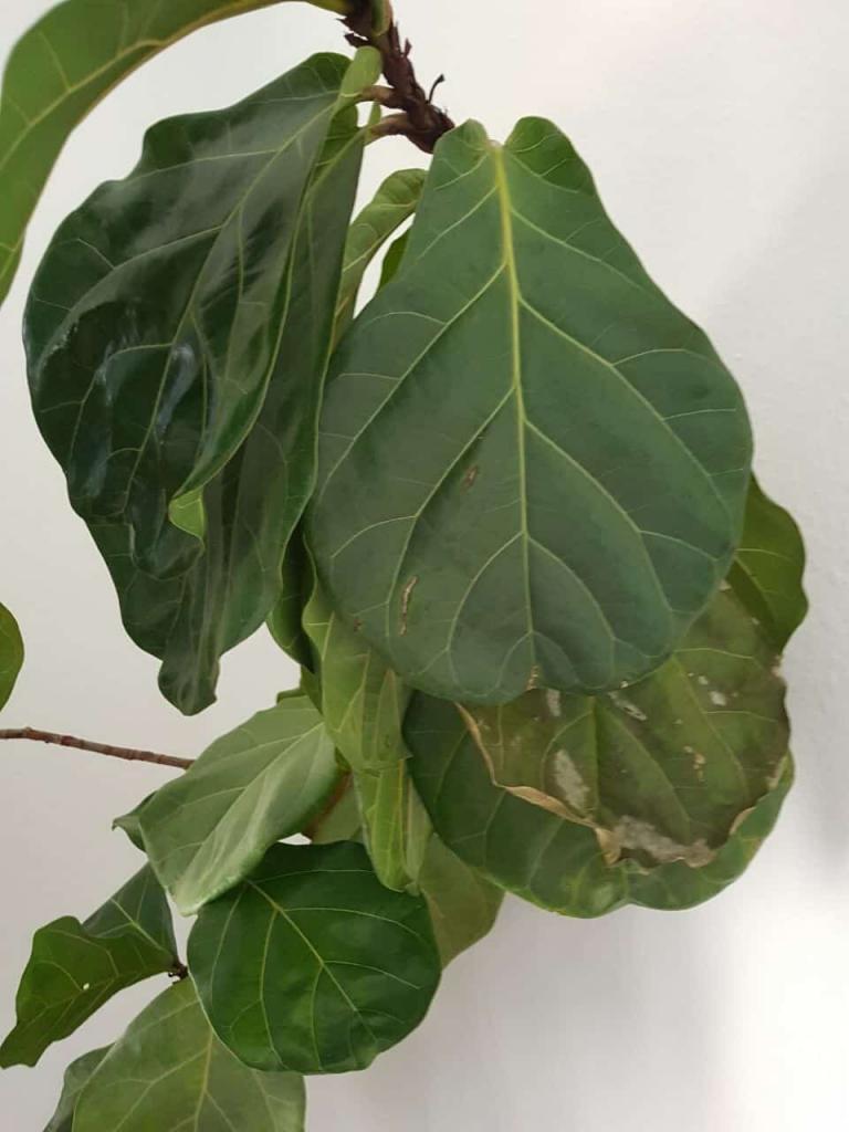 Big Fiddle leaf Fig tree needs your help! | The Fiddle Leaf Fig Plant ...