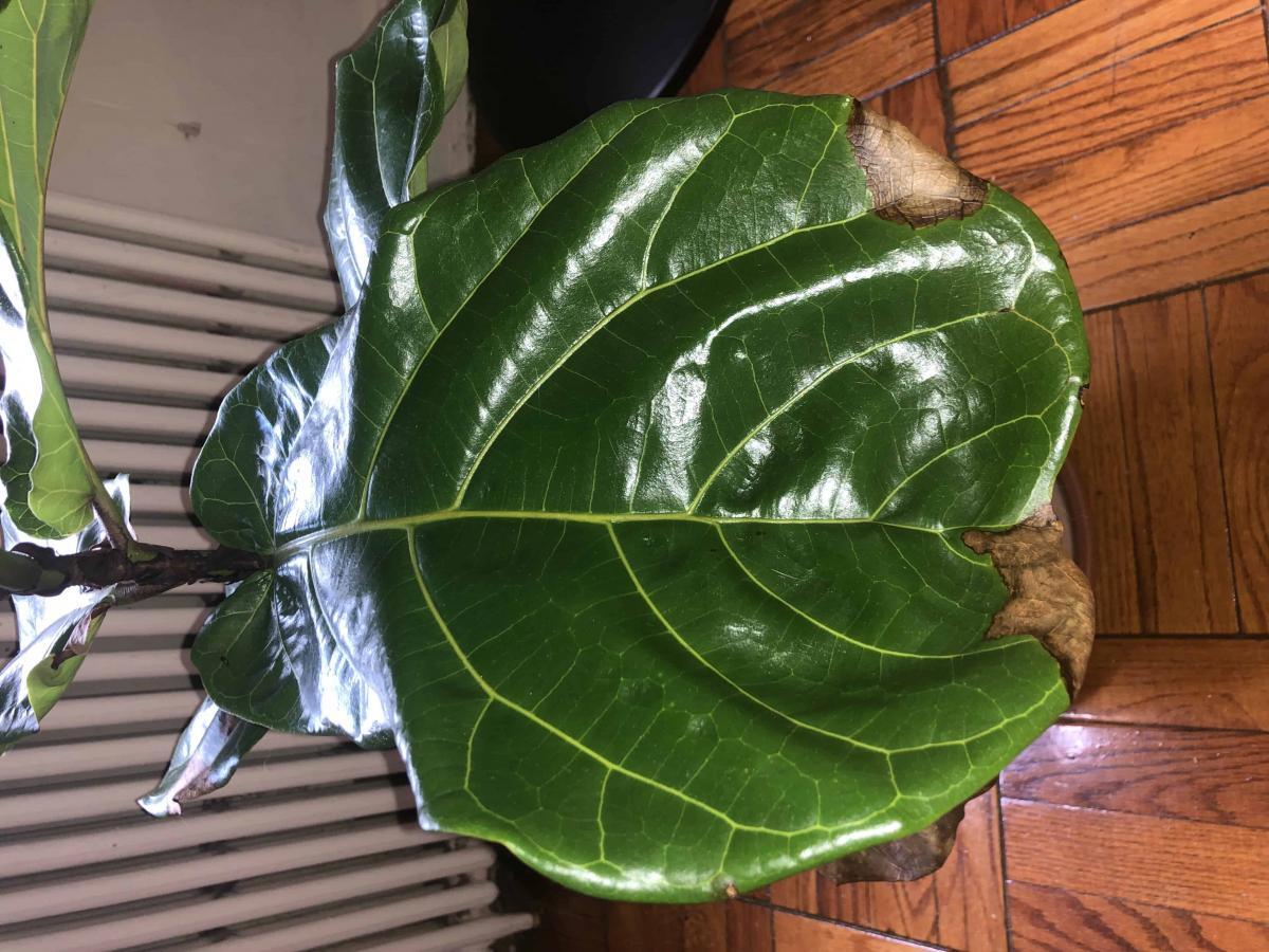 Help my fig, please The Fiddle Leaf Fig Plant Resource Help my fig, please The Fiddle Leaf Fig Plant Resource