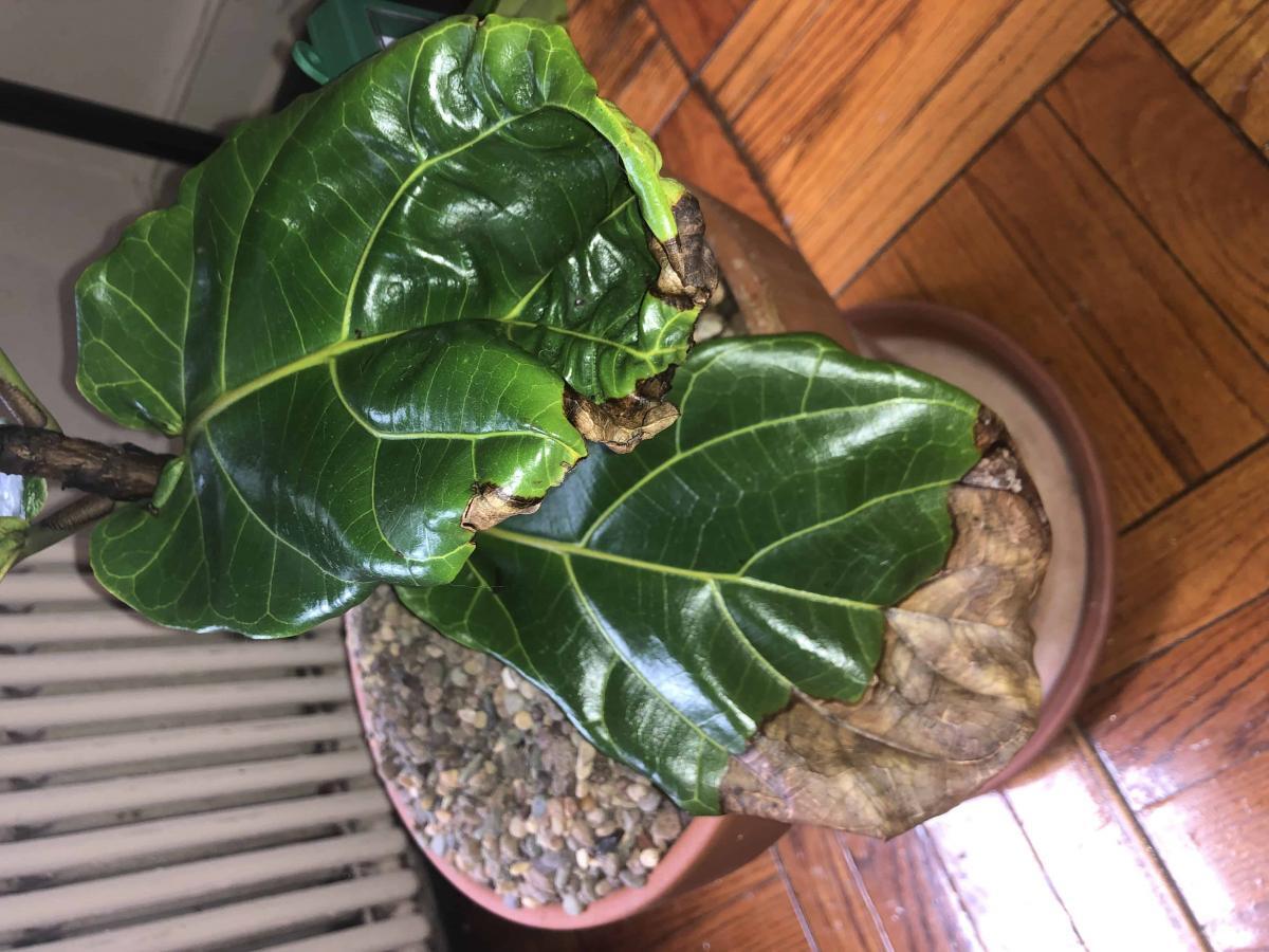 Help my fig, please The Fiddle Leaf Fig Plant Resource Help my fig, please The Fiddle Leaf Fig Plant Resource