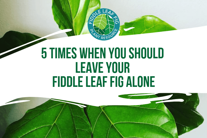 Learn about the 5 times when you should leave your fiddle leaf fig alone. Leave your fiddle leaf fig be to grow into a healthy plant.