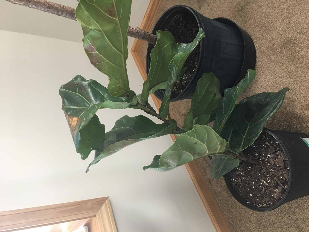 Brittle and brown leaves The Fiddle Leaf Fig Plant Resource