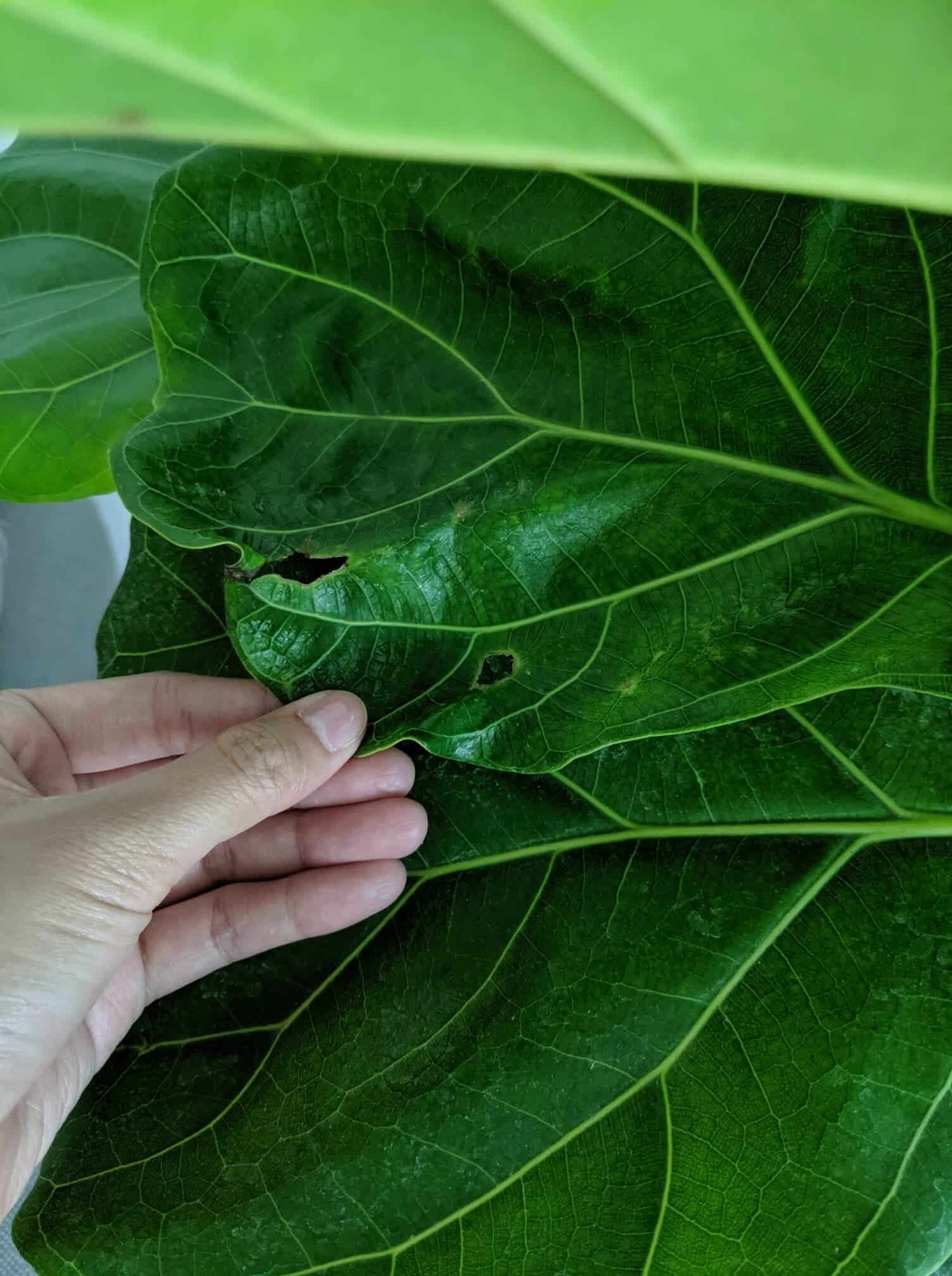 Tiny Holes and Discoloration with Leaves The Fiddle Leaf Fig Plant Resource