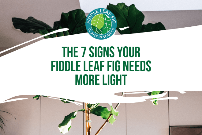 Grow a healthy fiddle leaf fig and learn the seven signs your fiddle leaf fig needs more light. Read how to remedy your light situation with your plant.