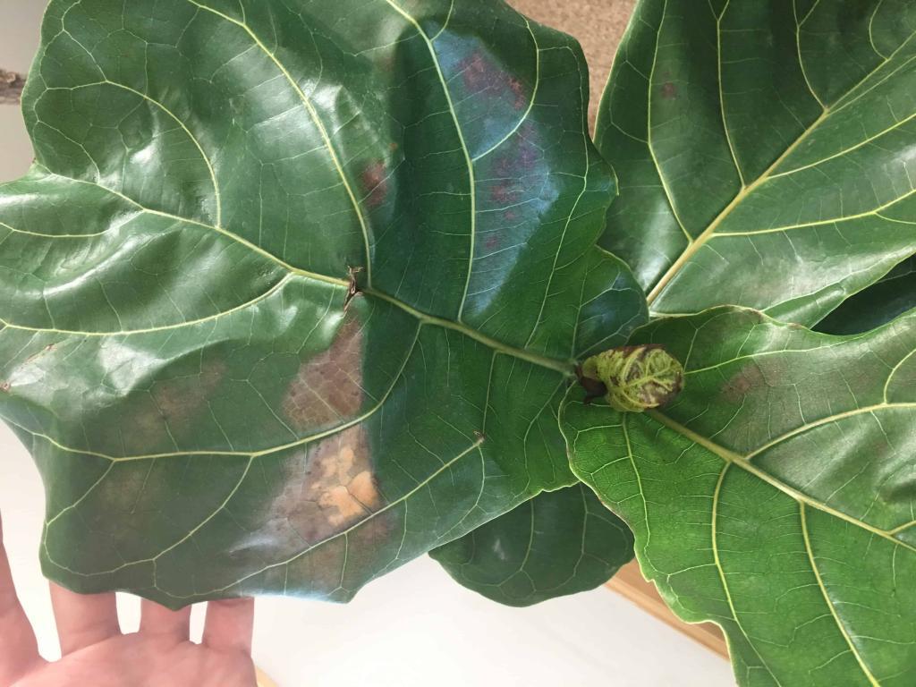 Brittle and brown leaves The Fiddle Leaf Fig Plant Resource