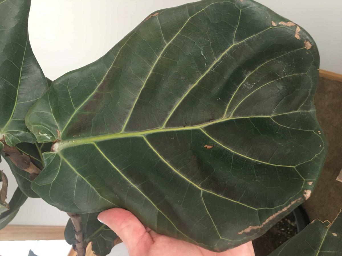 Brittle and brown leaves The Fiddle Leaf Fig Plant Resource