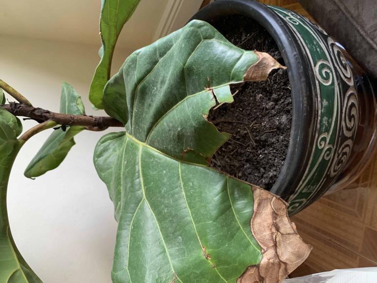 Soft brown stems The Fiddle Leaf Fig Plant Resource