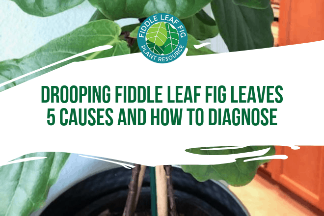 Do you have drooping fiddle leaf fig leaves? Click to read the 5 causes of drooping fiddle leaf fig leaves and how to diagnose the problem.