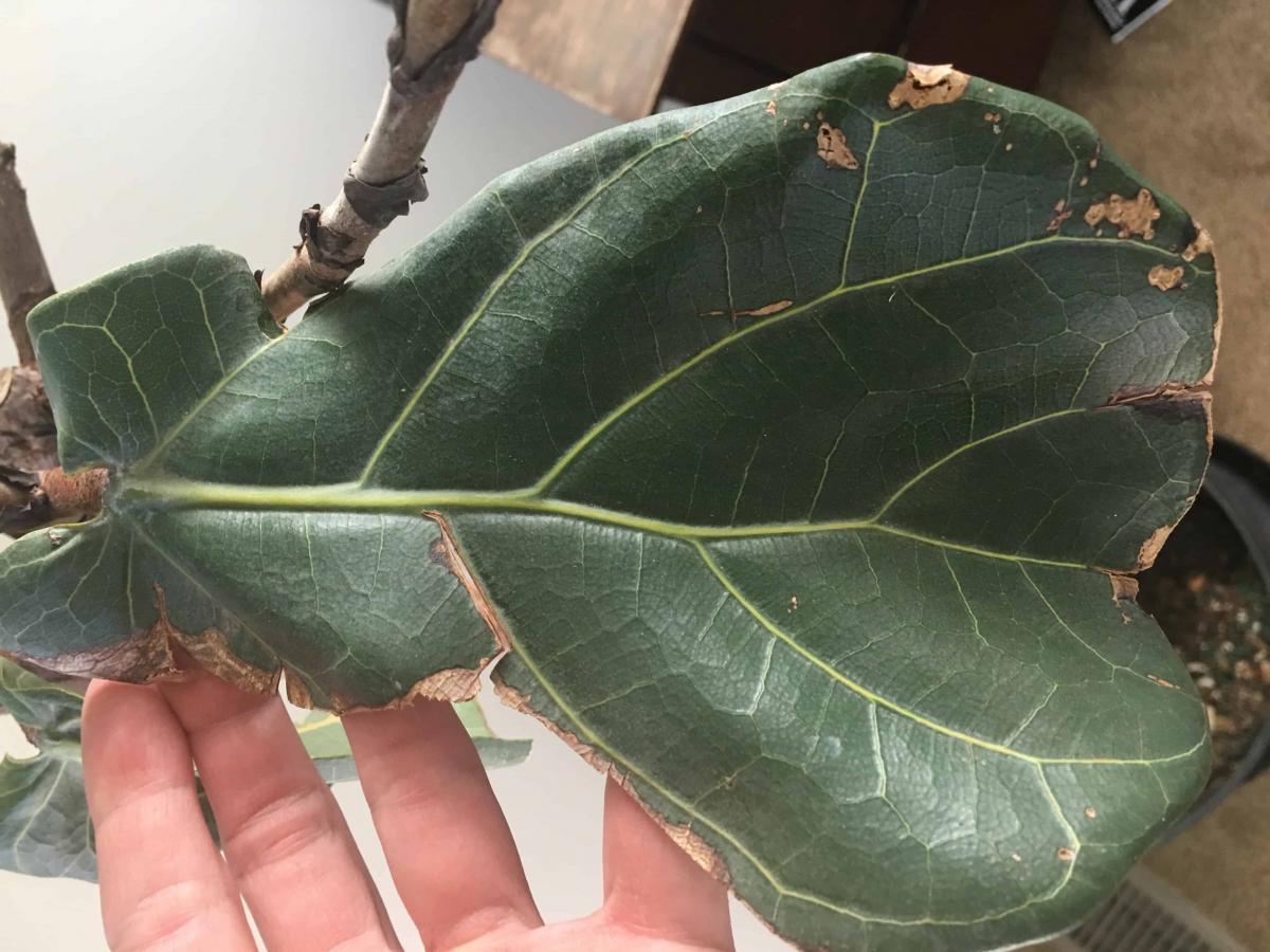 Brittle and brown leaves The Fiddle Leaf Fig Plant Resource