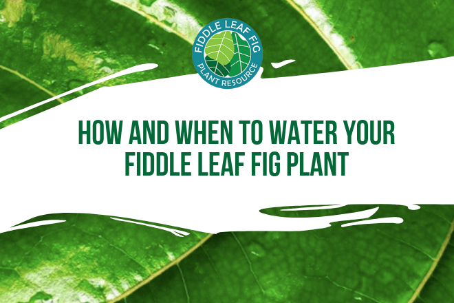 Wondering how and when to water a fiddle leaf fig plant? Click to discover a watering routing for your unique fiddle leaf fig plant.