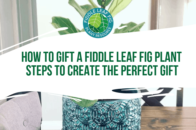 Ready to gift a fiddle leaf fig plant? Watch this video to learn the steps to create the perfect fiddle leaf fig gift for every occasion.