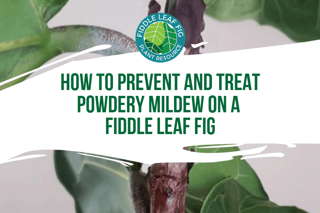 Click to learn how to prevent and treat powdery mildew on a fiddle leaf fig. Also learn what not to do when your fiddle leaf fig is infected.