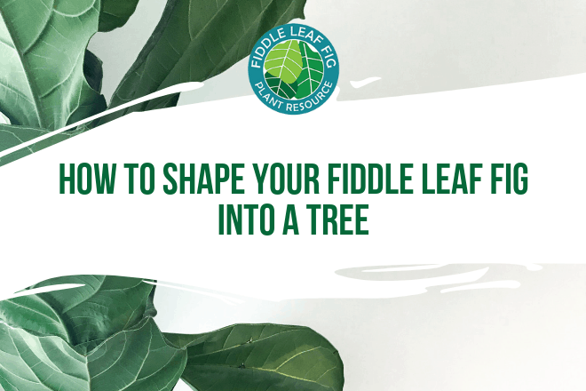 Do you have a mature fiddle leaf fig that is lanky or lopsided? Click to watch a video on how to shape a fiddle leaf fig into a tree.