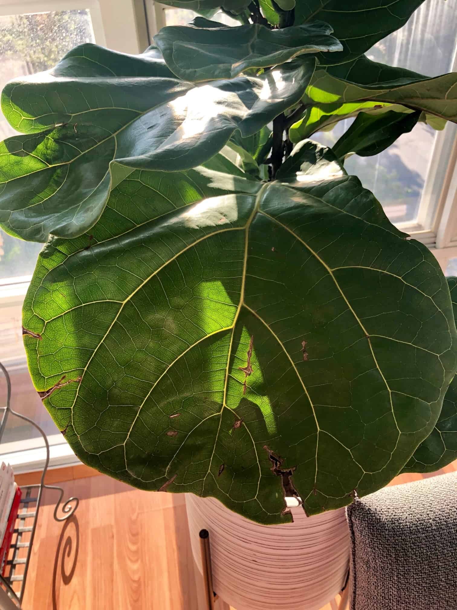 Brown cracks/spots on mature leaves. | The Fiddle Leaf Fig Plant Resource