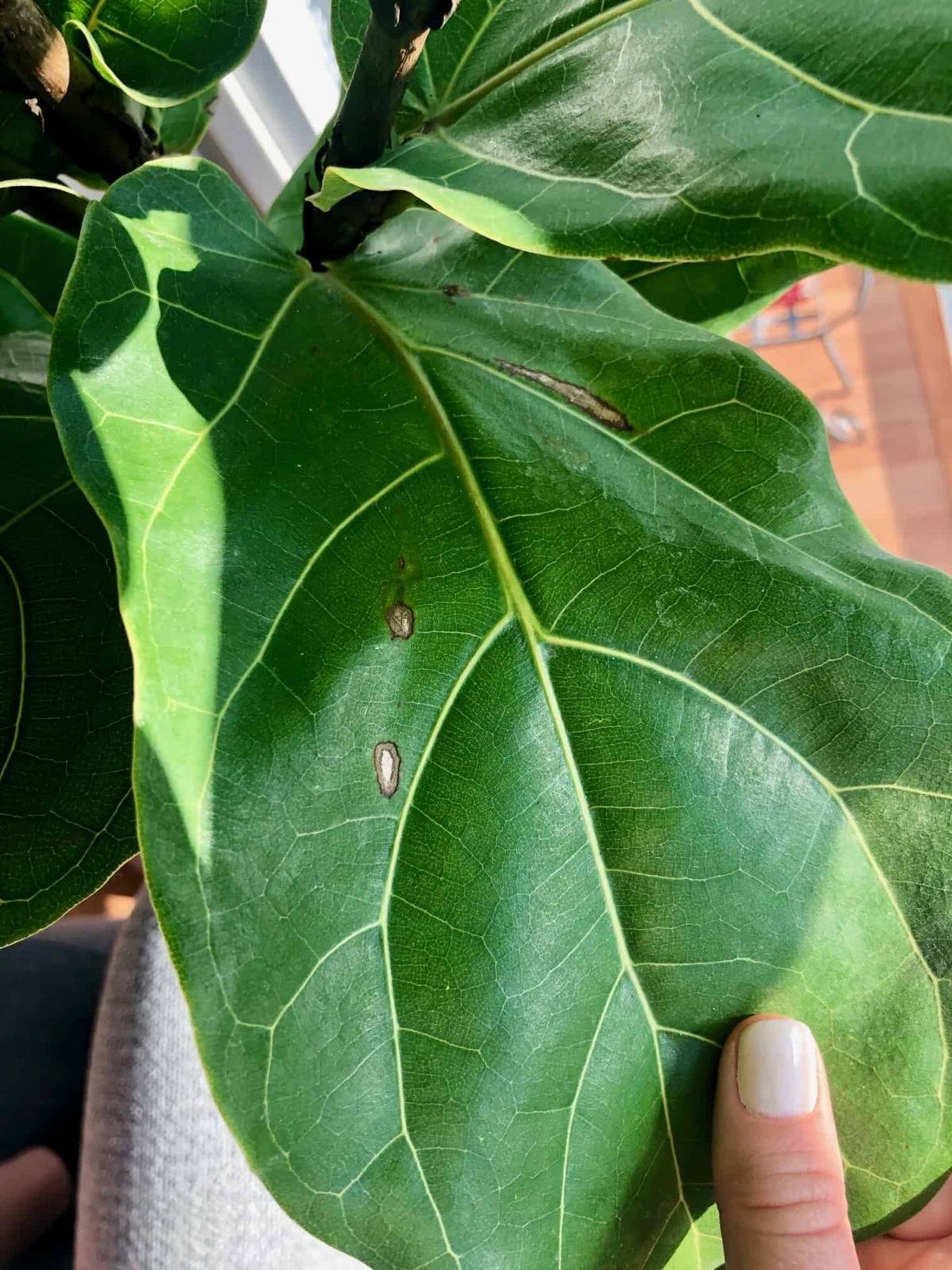 Brown Cracks spots On Mature Leaves The Fiddle Leaf Fig Plant Resource