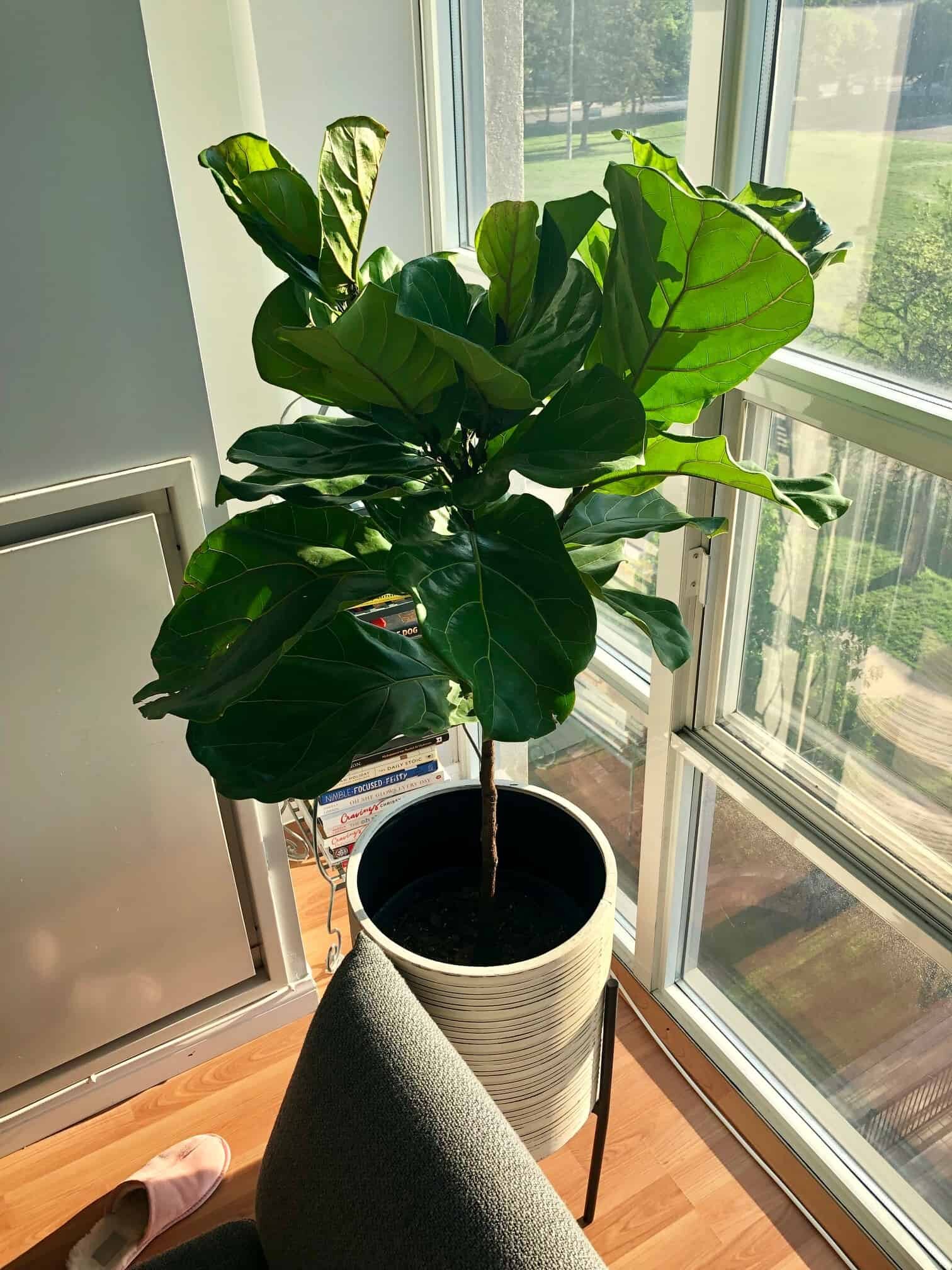 Brown cracks/spots on mature leaves. | The Fiddle Leaf Fig Plant Resource