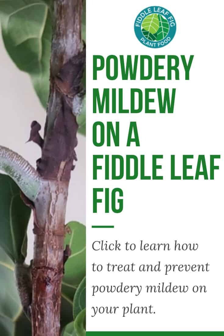 How to Prevent and Treat Powdery Mildew on a Fiddle Leaf Fig