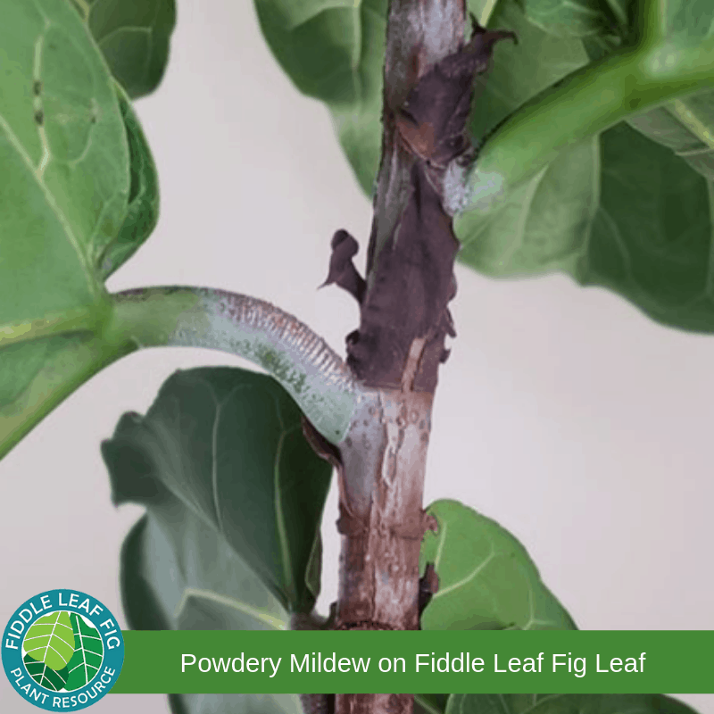 How to Prevent and Treat Powdery Mildew on a Fiddle Leaf Fig