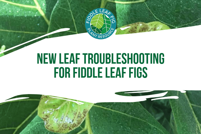 New Leaf Troubleshooting for Fiddle Leaf Figs