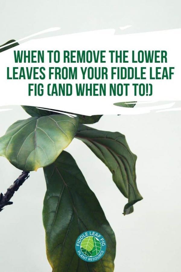 Remove Lower Leaves From Fiddle Leaf Fig Pin Image The Fiddle Leaf