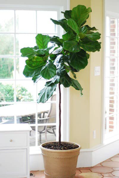 Grow a healthy fiddle leaf fig and learn the seven signs your fiddle leaf fig needs more light. Read how to remedy your light situation with your plant. Claire Akin