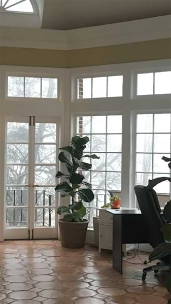 Wondering how to care for your fiddle leaf fig in the winter? Watch a video on how best to care for your fiddle leaf fig in the winter time.