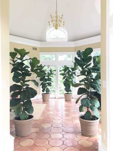 Do you wonder when to remove the lower leaves from your fiddle leaf fig and when not to? Click to read more about the lower leaves and how to remove them.