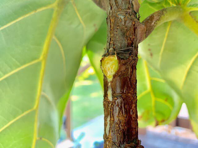 Do you wonder when to remove the lower leaves from your fiddle leaf fig and when not to? Click to read more about the lower leaves and how to remove them. 