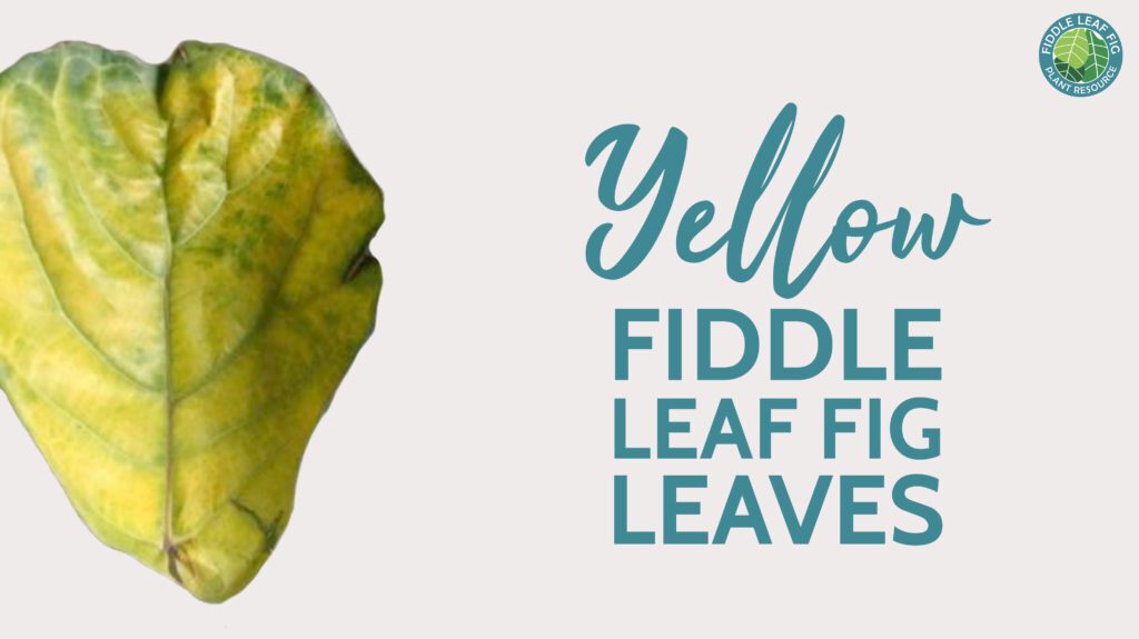 Why are my fiddle leaf fig leaves turning yellow