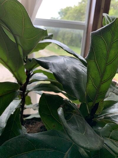 Do you have drooping fiddle leaf fig leaves? Click to read the 5 causes of drooping fiddle leaf fig leaves and how to diagnose the problem
