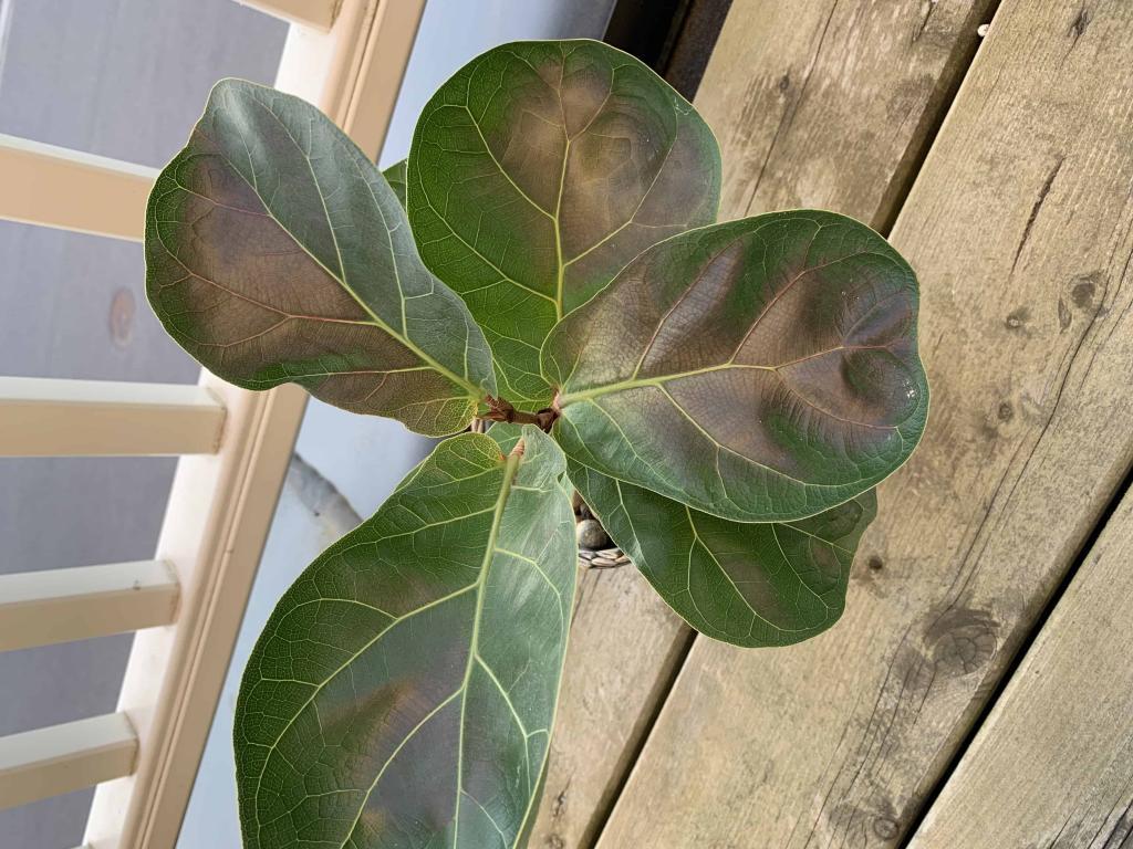 Red/Purple leaves | The Fiddle Leaf Fig Plant Resource