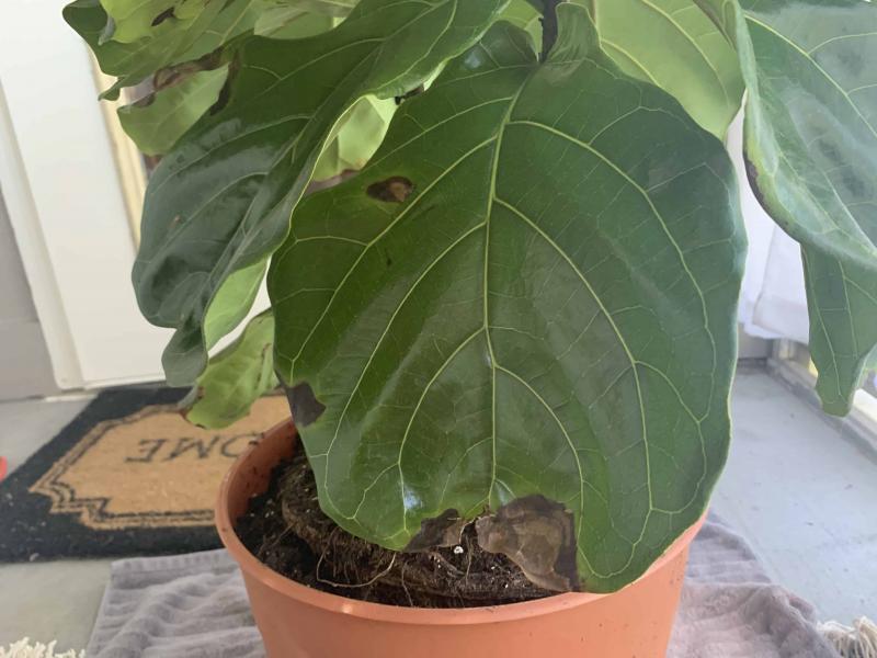 Brown spots on leaves spreading and falling off The