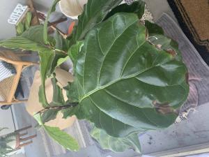 Brown spots on leaves spreading and falling off | The ...