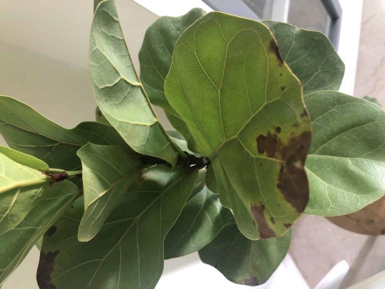 Soft brown tips in an otherwise perfectly healthy Fig | The Fiddle Leaf