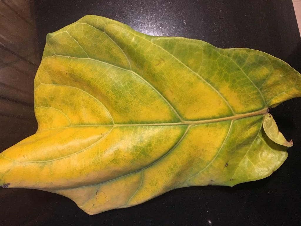 yellow fiddle leaf fig leaf The Fiddle Leaf Fig Plant Resource