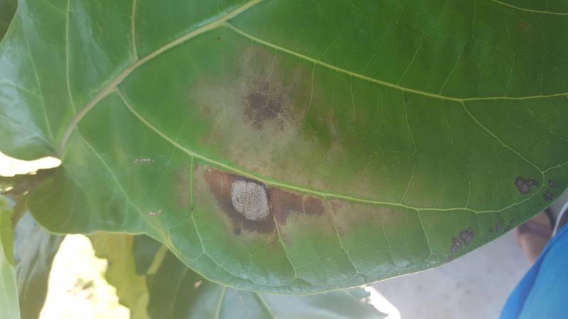 Spotting and browning on leaf | The Fiddle Leaf Fig Plant Resource