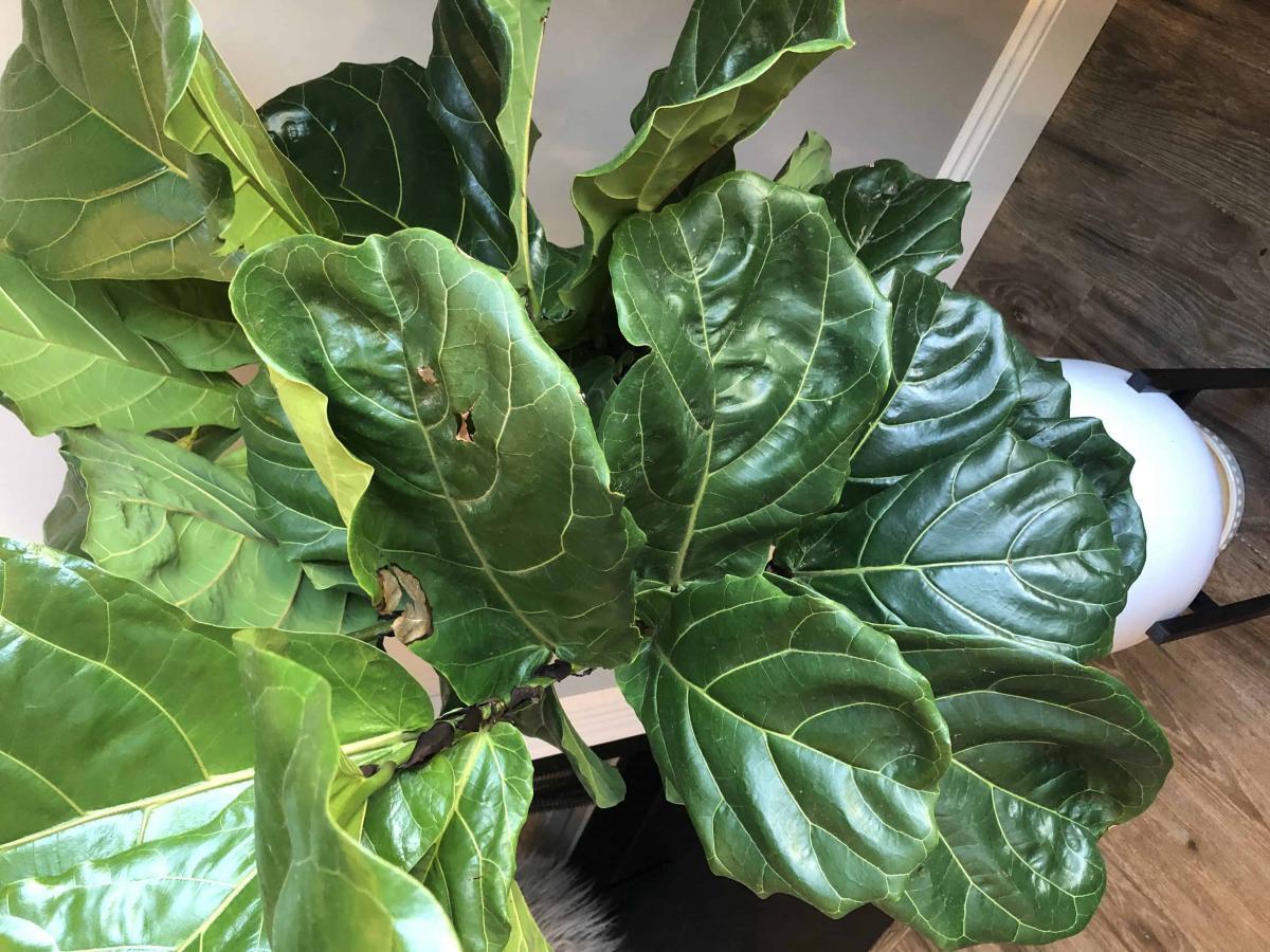 Help diagnose my fiddle leaf fig The Fiddle Leaf Fig