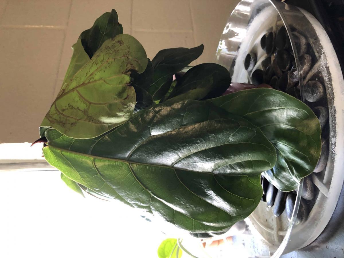 Drooping plant | The Fiddle Leaf Fig Plant Resource