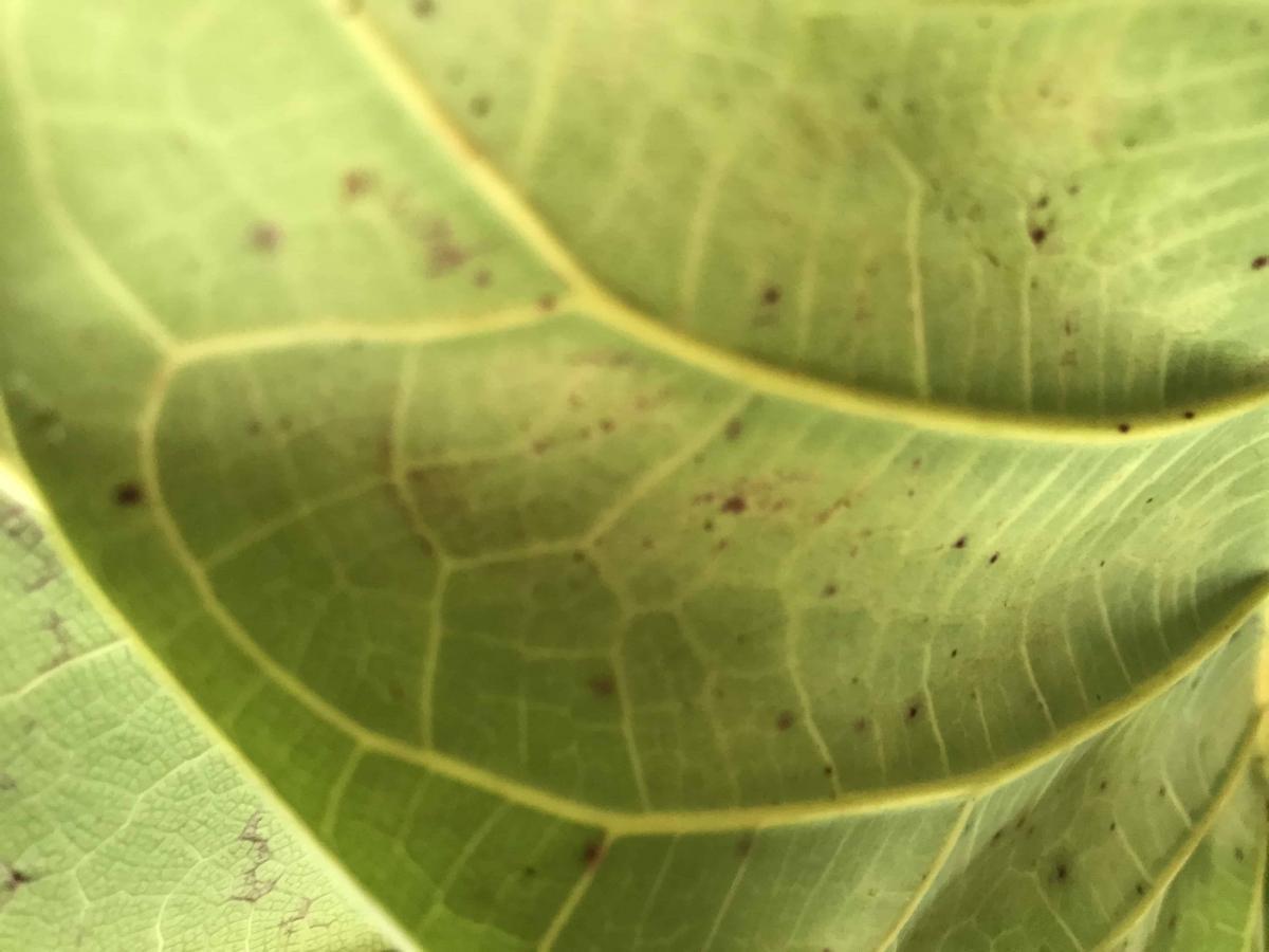 Small black dots under one of my leaves. The Fiddle Leaf Fig Plant
