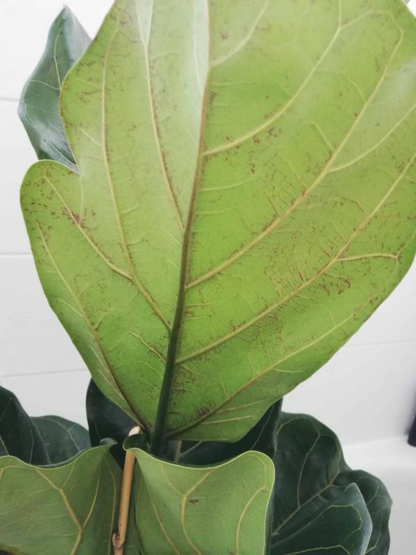 Fig leaf plant brown leaves information