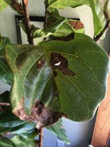 Curious how to prevent and treat bacterial infections in fiddle leaf figs? Click to learn the signs of an infection and how best to treat and prevent it. Claire Akin