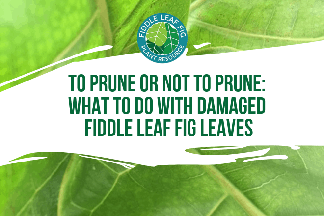 Wondering if you should prune your fiddle leaf fig plant? Not sure what to do with damaged fiddle leaf fig leaves? Click to read if you should prune or not.