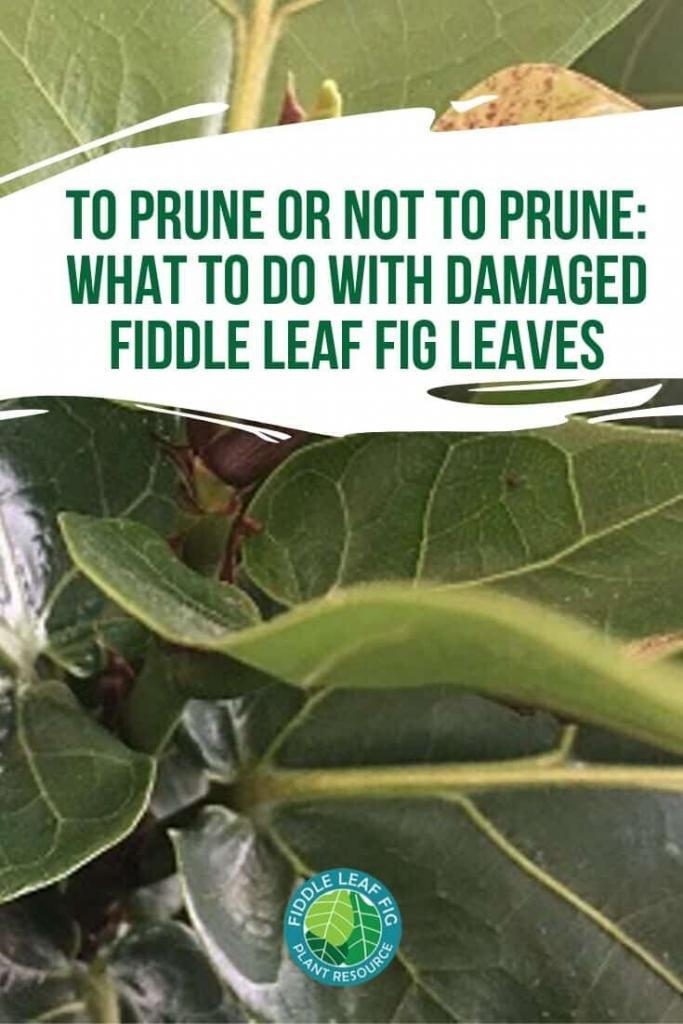 To Prune or Not to Prune_ What to Do with Damaged Fiddle Leaf Fig