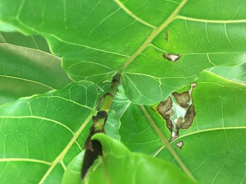 Best Tips for Moving Your Fiddle Leaf Fig Plant