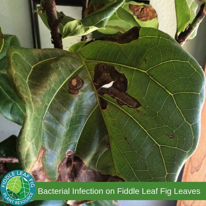 Brown Spots on Fiddle Leaf Fig Leaves due to Bacterial Infection