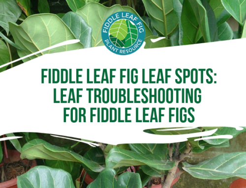 Fiddle Leaf Fig Leaf Spots: Leaf Troubleshooting for Fiddle Leaf Figs