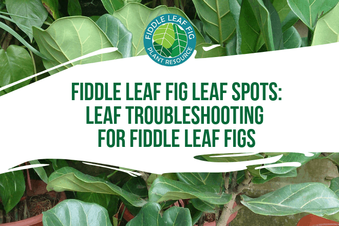Seeing fiddle leaf fig leaf spots? Wondering what is causing spots on your fiddle leaf fig? Click to learn how to troubleshoot fiddle leaf fig leaf spots.