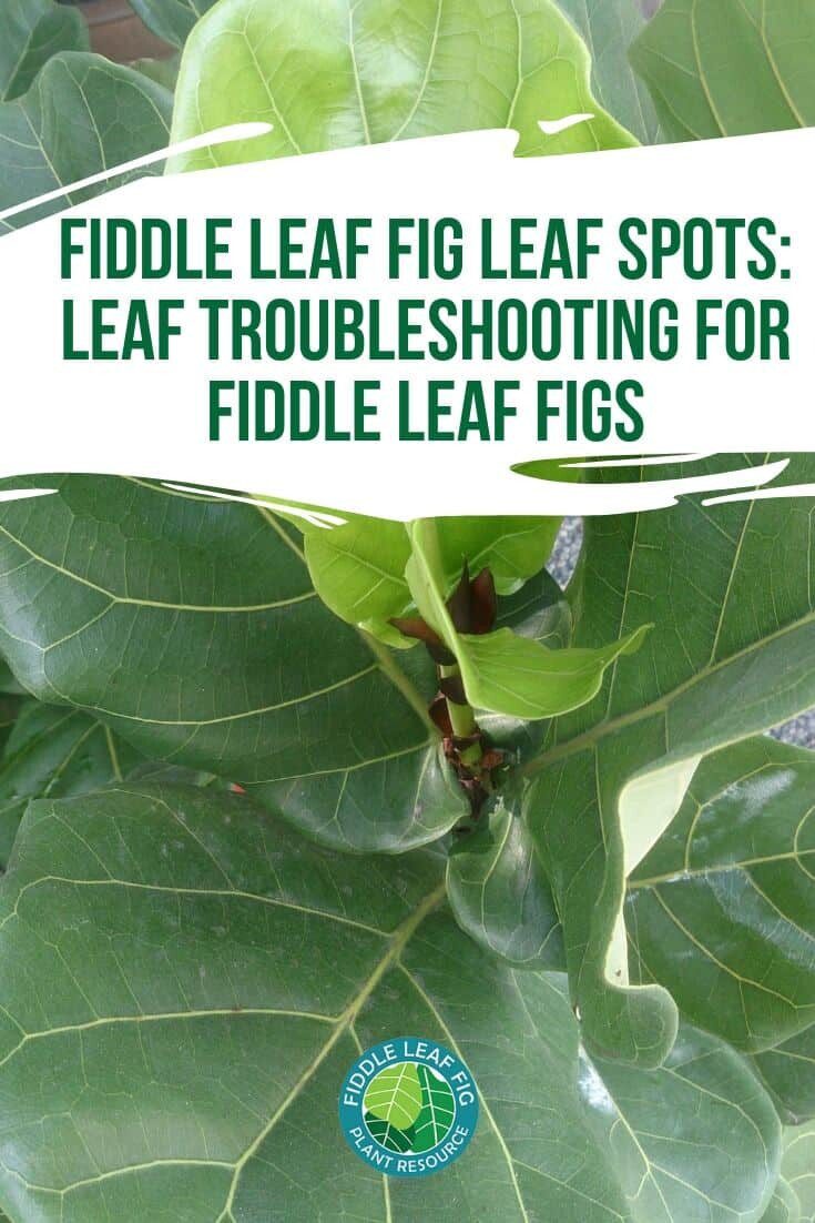 Fiddle Leaf Fig Leaf Spots - Pin Image | The Fiddle Leaf Fig Plant Resource