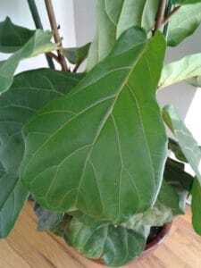Seeing fiddle leaf fig spots? Wondering what is causing spots on your fiddle leaf fig? Click to learn how to troubleshoot fiddle leaf fig leaf spots.