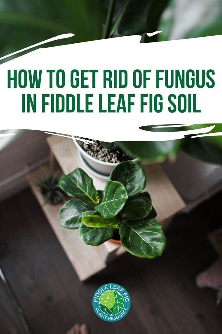 How to Get Rid of Fungus Pin Image The Fiddle Leaf Fig Plant Resource