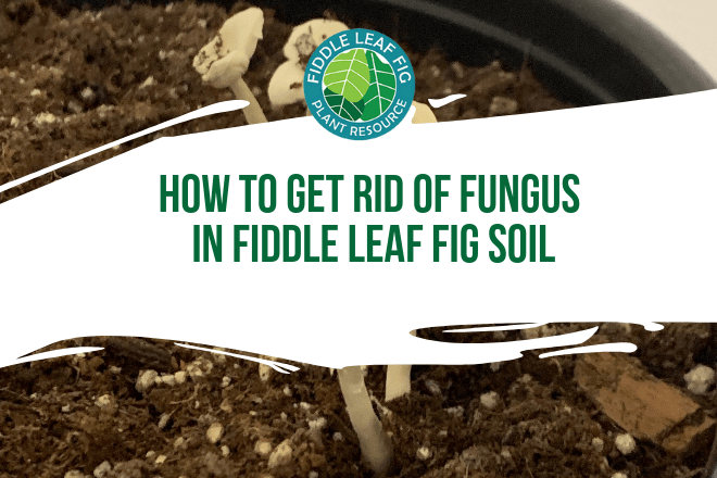 Are you wondering how to get rid of fungus in fiddle leaf fig soil? Read how you can rid your fiddle leaf fig soil of mushrooms and other fungi.